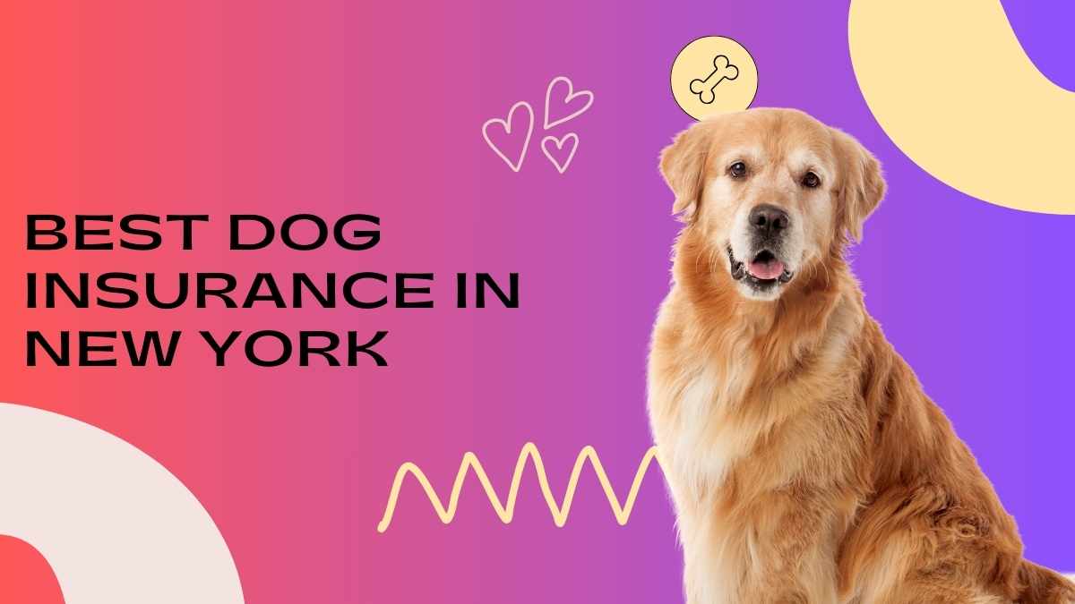 Best Dog Insurance in New York