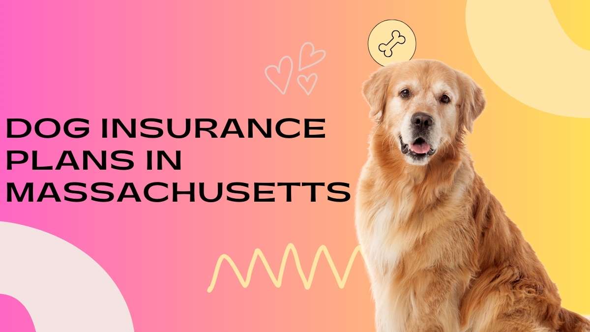 Dog Insurance Plans in Massachusetts