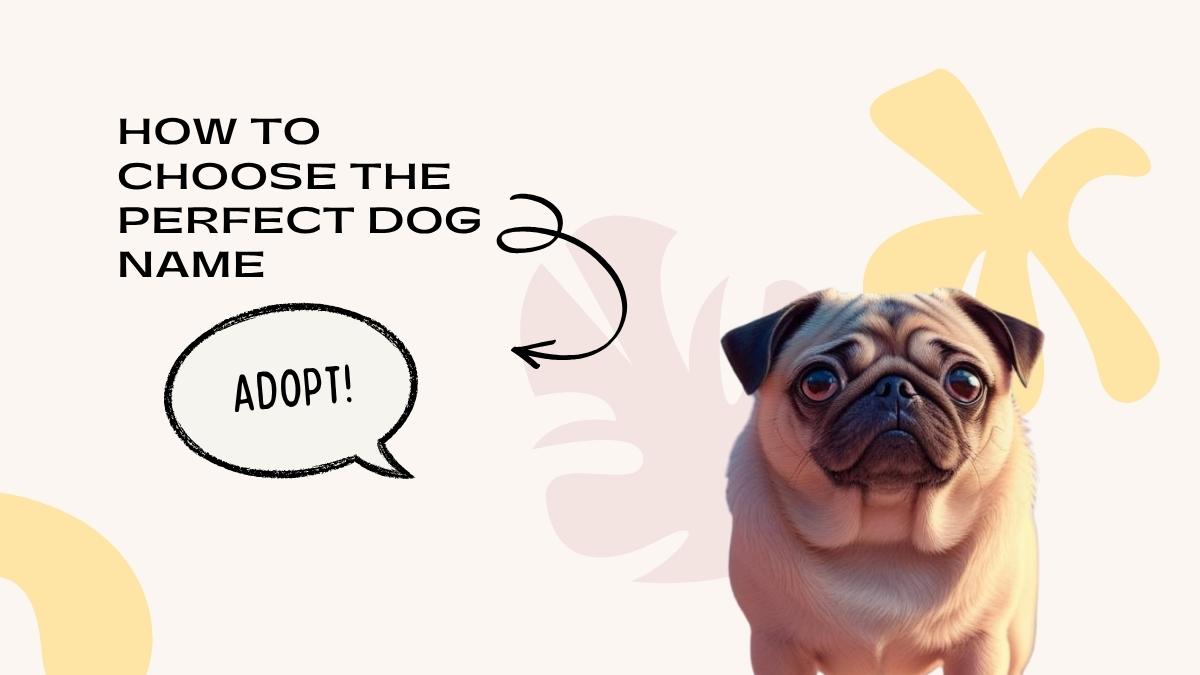 How to Choose the Perfect Dog Name