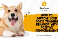 How to Improve Your Dog's Training Behavior with Positive Reinforcement