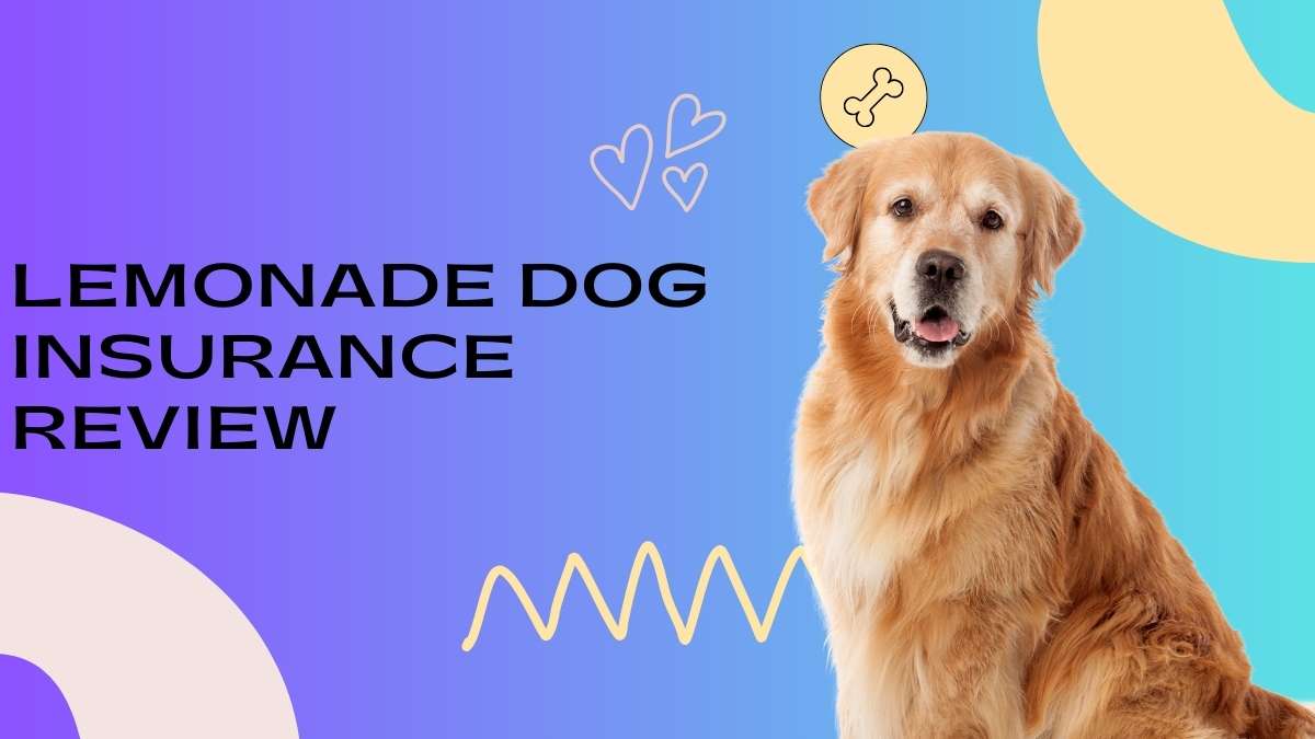 Lemonade Dog Insurance Review