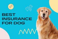 best insurance for dog