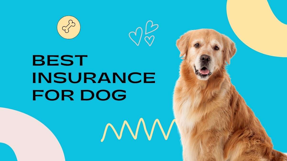 best insurance for dog